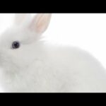 🐇Cute and fluffy white Rabbit.Pet clips #45