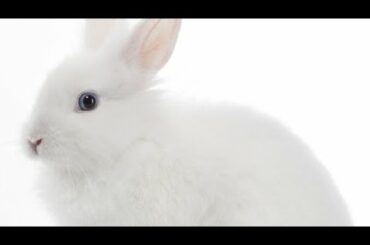 🐇Cute and fluffy white Rabbit.Pet clips #45