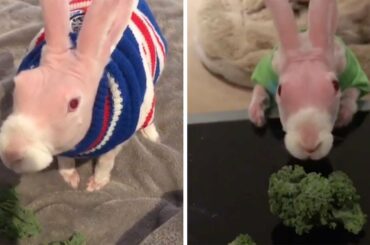 Hairless Rabbit Is Instagram Celebrity