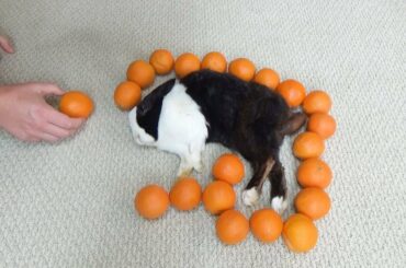 Waking A Sleeping Rabbit By Surrounding Him With Oranges