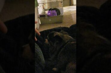 Cute bunny + jealous puppy