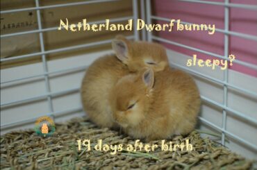 ネザーランドドワーフの赤ちゃん 生後19日目 Fluffy bunny baby NetherlandDwarf