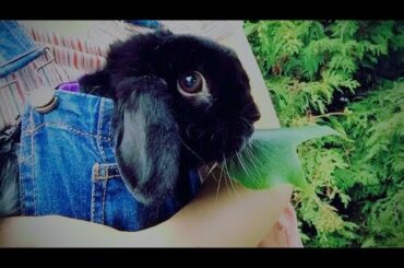 Sweet Baby Bunny Summer 2018 Compilation