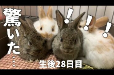 大きな音に驚き一斉にこっちを向く子うさぎがかわいい！ホーランドロップ 生後28日目！