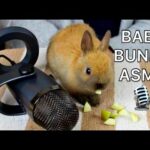 ASMR Baby Bunny! (Crunchy Carrots Sounds, Squishy Banana, Nails Tapping, Fur Brushing)