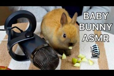 ASMR Baby Bunny! (Crunchy Carrots Sounds, Squishy Banana, Nails Tapping, Fur Brushing)