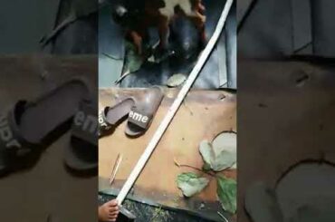 Baby animals rabbit and goat