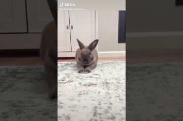 It’s so funny when he yells