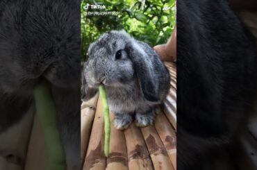 Funny video of rabbit by talha