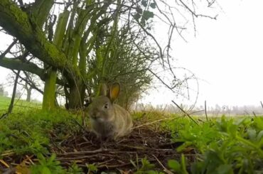 Wildlife at Soulton Hall: Wild Baby Bunny Rabbit