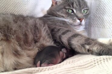 Baby rabbit snuggling into Pippin