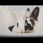 Cute Rabbit Binkies! (portrait video)