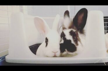 Cute Rabbit Binkies! (portrait video)