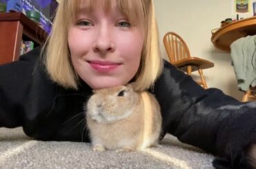 Netherland Dwarf Rabbit - Freddie’s Debut