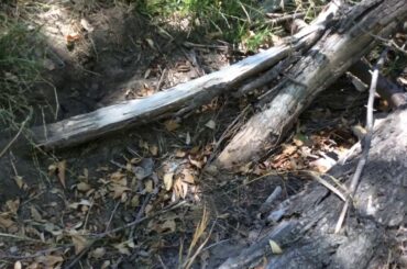 My dog found a rabbit hole, and ate the babies:(