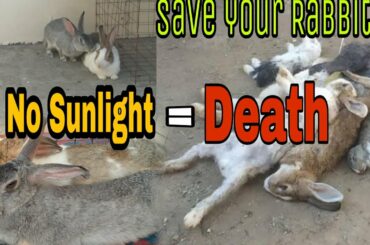 Importance of Sunlight for Rabbits || Rabbit's Life Expectancy || All About Pets