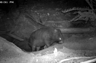 A wombat, a koala and a rabbit in a burrow