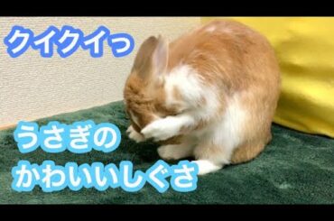 【クイクイっ】うさぎのかわいいしぐさ【Cute bunny washing face】