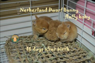 ネザーランドドワーフの赤ちゃん 生後15.16日目 Fluffy bunny baby NetherlandDwarf