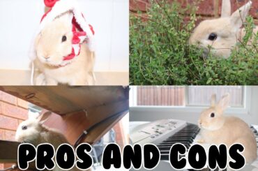 PROS & CONS OF OWNING A RABBIT!