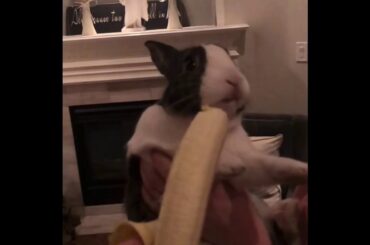 Bunny Eating Banana In Slow Motion!
