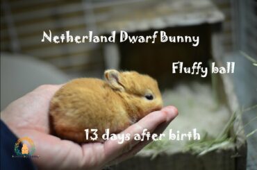 ネザーランドドワーフ 生後13.14日目 Fluffy bunny baby NetherlandDwarf