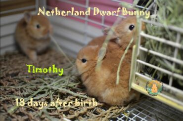 ネザーランドドワーフの赤ちゃん 生後17.18日目 Fluffy bunny baby NetherlandDwarf