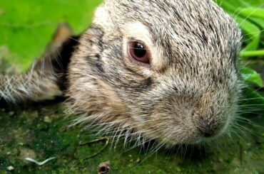 Cute rabbit in the farm , so beautiful rabbit