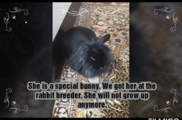 My bunny Lexi. SO CUTE! :)