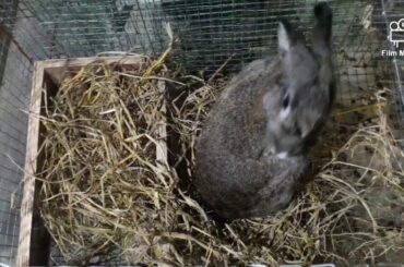 Mother rabbit prepares for giving birth to bunnies..