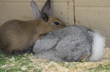 Bunnies make the best pillows