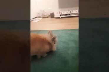 Baksteris the cute rabbit