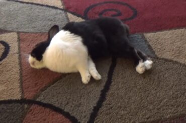 Rabbit falls to sleep...