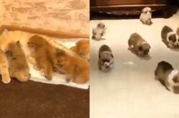 Cutest Animals! Cute moment of the animals Cute baby animals Videos Compilation
