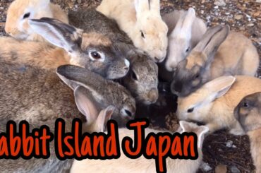 [ASMR]Cute rabbits eating vegetables | Rabbit Island in Japan