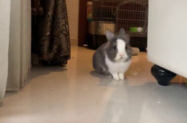 Cute bunny repeatedly knocks down bottles