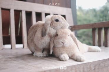 Cute Rabbit take care her son 🐰🐰