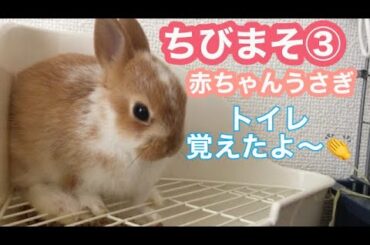 【かしこい】赤ちゃんうさぎトイレを覚えたよ【Cute Baby rabbit】