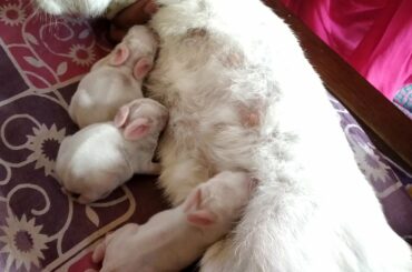 Cute bunny taking mother's milk 😍