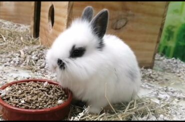 Lindos Conejitos salen de su Casita de madera a Jugar! Cute Bunnies.