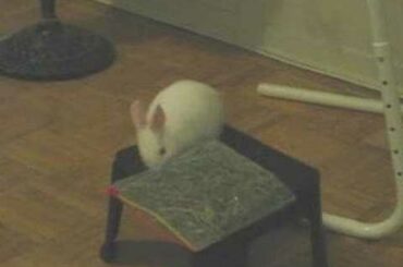 cute rabbit