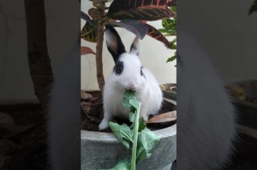 Cute bunny🐇
