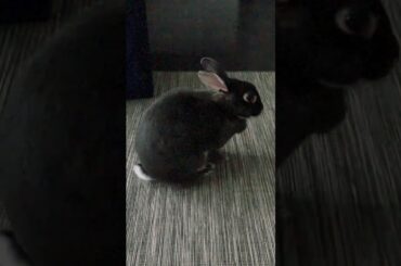 Cute bunny washing her face