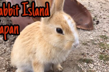 Cute Baby Hare【Rabbit Island】