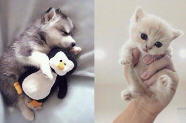 Cute baby animals Videos Compilation cute moment of the animals   Cute Animal Babies #7