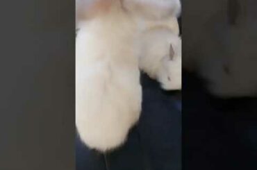 Lion Head English Angora Bunnies - Cute Bunnies