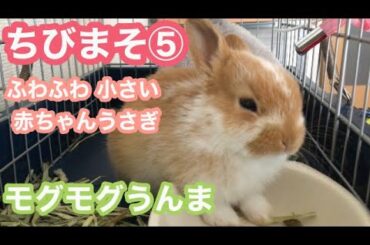 【ちびまそ⑤】赤ちゃんうさぎペレットを食べるよ【Baby rabbit eating pellets】
