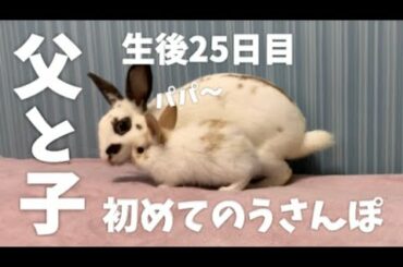 🐰おとうさんといっしょ にうさんぽ！うさぎ 赤ちゃん 生後25日目！