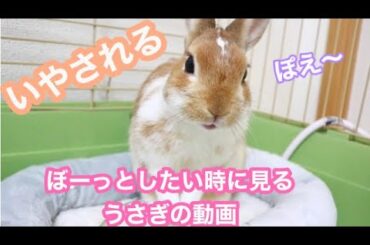 【ほっこり】顔を洗ってポケ〜とするうさぎ【Cute bunny washing face】