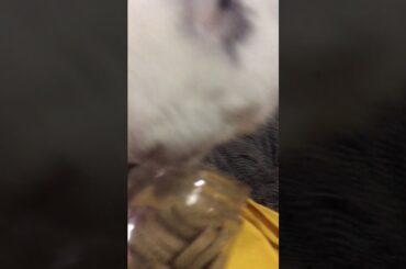 Poor bunny accidentally drops his favorite oxbow treat in his cage